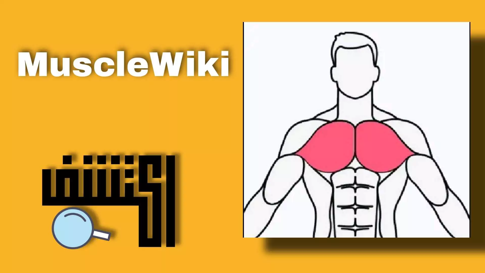 تطبيق MuscleWiki - مدرب رياضة فى هاتفك الذكي